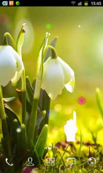 White Flowers -    
