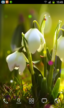 White Flowers -    