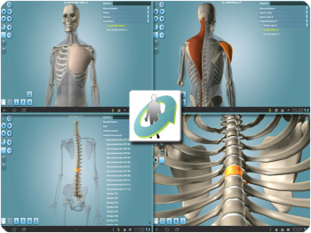 Anatronica - 3D скелет тела человека и мышц